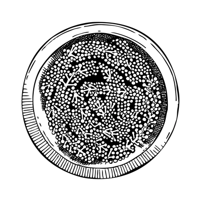 Hand drawn bowl with Umi budo salad. Green caviar sketch. Edible seaweed meal  vector drawing isolated on white background. Umibudo algae healthy food illustration. Japanese cuisine restaurant menu